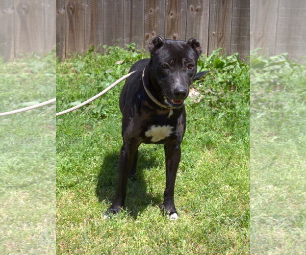 Medium Photo #2 Mutt Puppy For Sale in Jackson, MS, USA