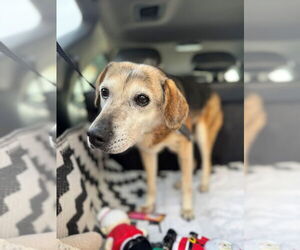 Beagle-Unknown Mix Dogs for adoption in Lake Forest, CA, USA