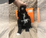 Small Photo #10 Portuguese Water Dog Puppy For Sale in STERLING, CO, USA