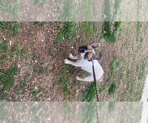 French Bulldog Puppy for sale in CHARLOTTE, NC, USA