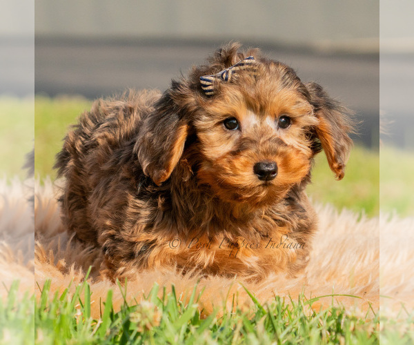 Medium Photo #4 Yorkipoo Puppy For Sale in WARSAW, IN, USA