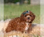 Small #2 Goldendoodle (Miniature)