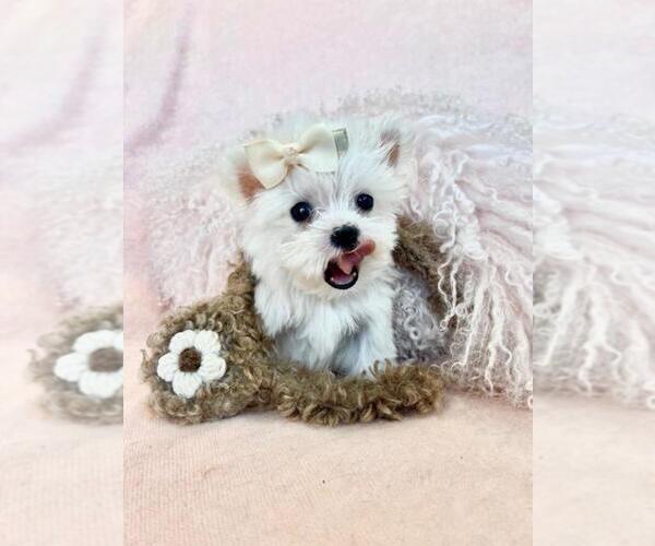 Medium Photo #2 Maltese Puppy For Sale in NAPLES, FL, USA