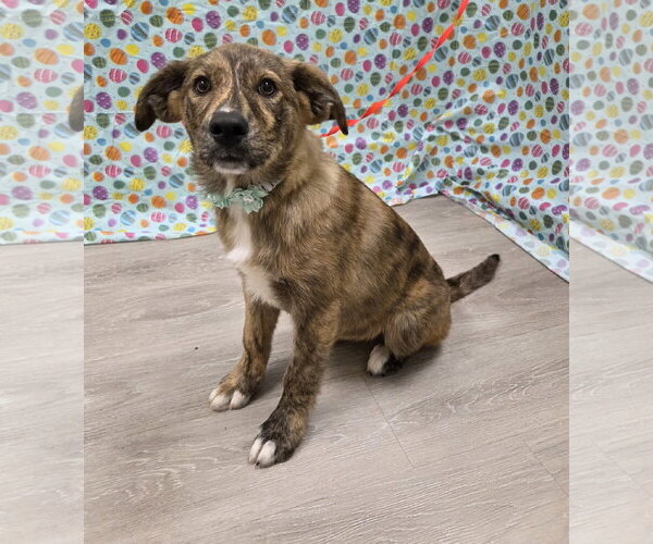 Medium Photo #2 Australian Shepherd-Unknown Mix Puppy For Sale in Attalka, AL, USA