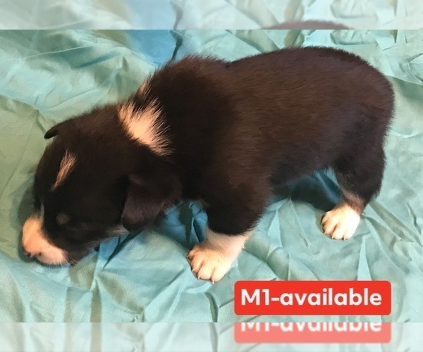 Medium Photo #2 Cowboy Corgi Puppy For Sale in SUMMERVILLE, GA, USA