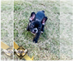 Puppy Batman French Bulldog