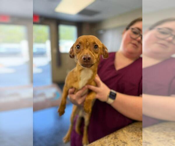 Medium Photo #4 Chihuahua Puppy For Sale in Westminster, MD, USA