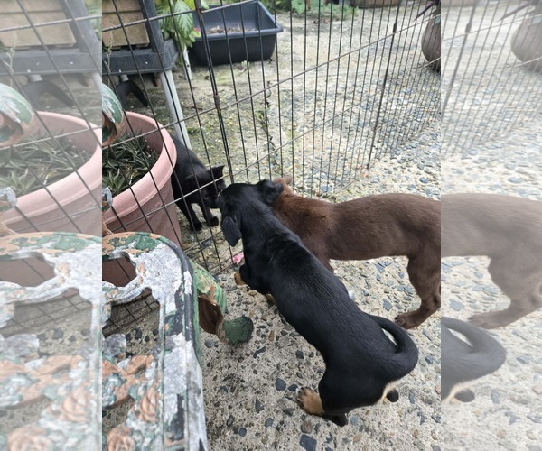 Medium Photo #5 Vizsla-Weimaraner Mix Puppy For Sale in Virginia Beach, VA, USA