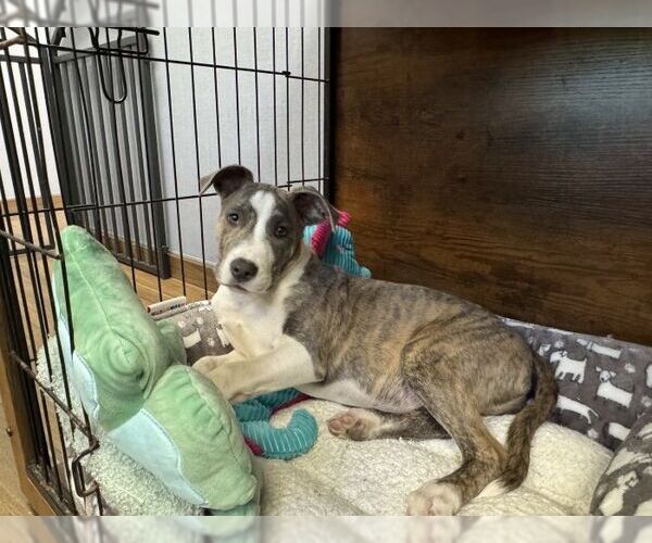 Medium Photo #1 Mutt Puppy For Sale in Hilton Head, SC, USA