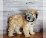 Small Photo #2 Soft Coated Wheaten Terrier Puppy For Sale in SHAWNEE, OK, USA