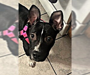 Mutt Dogs for adoption in Plainfield, IL, USA