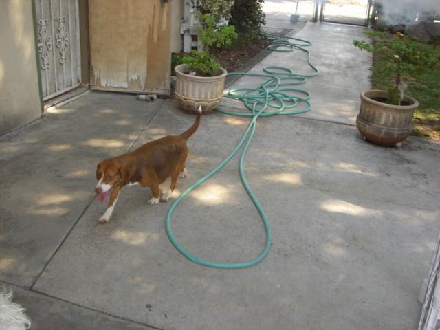 Medium Photo #1 Beagle Puppy For Sale in FRESNO, CA, USA