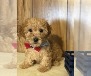 Poodle (Toy) Puppy for sale in IRON, MN, USA