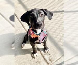 Medium Black and Tan Coonhound-Labrador Retriever Mix