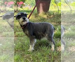 Small #3 Mutt