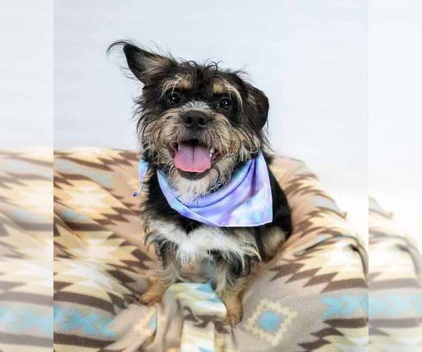 Medium Photo #6 Mutt Puppy For Sale in Kennesaw, GA, USA