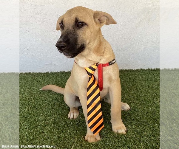 Medium Photo #3 Black Mouth Cur-Unknown Mix Puppy For Sale in San Diego, CA, USA