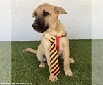 Small Photo #3 Black Mouth Cur-Unknown Mix Puppy For Sale in San Diego, CA, USA
