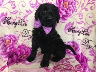 Labradoodle Puppy for sale in CHRISTIANA, PA, USA