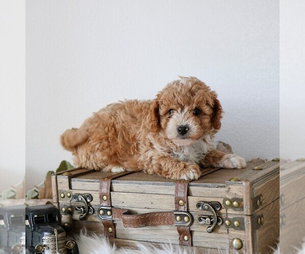 Medium Photo #4 Cavapoo Puppy For Sale in ARTHUR, IL, USA