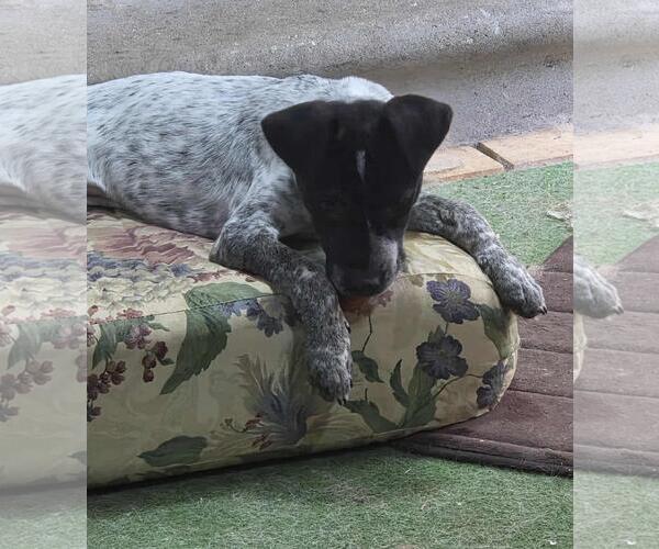 Medium Photo #4 Pointer-Unknown Mix Puppy For Sale in Coldwater, MI, USA