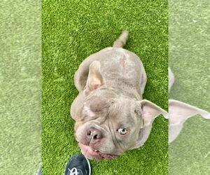 American Staffordshire Terrier-French Bulldog Mix Dogs for adoption in Mission Viejo, CA, USA