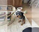 Small #4 Australian Terrier Mix