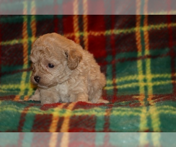 Medium Photo #4 Poodle (Toy) Puppy For Sale in DYERSBURG, TN, USA