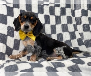 Beagle Puppy for sale in LAKELAND, FL, USA