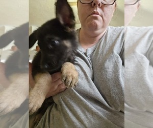 German Shepherd Dog Puppy for sale in FREEPORT, IL, USA