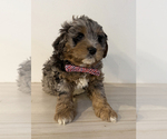 Small #3 Aussiedoodle Miniature -Goldendoodle Mix