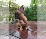 Small Photo #15 French Bulldog Puppy For Sale in HOLLYWOOD, CA, USA