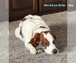 Small Photo #2 Brittany Puppy For Sale in Curwensville, PA, USA