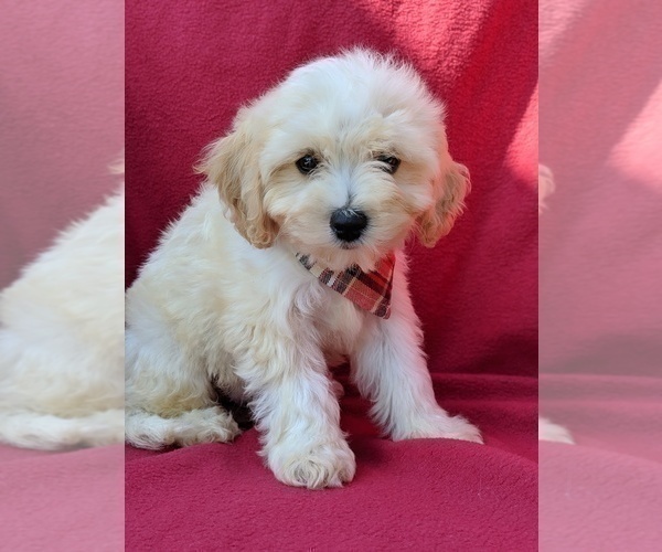 Medium Photo #2 Cavachon Puppy For Sale in LANCASTER, PA, USA