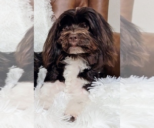 Mother of the Havanese puppies born on 03/02/2025