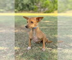Small #2 Chihuahua Mix