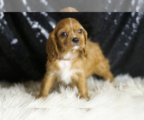 Medium Photo #3 Cavalier King Charles Spaniel Puppy For Sale in WARSAW, IN, USA