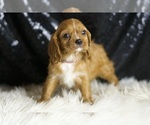 Small #2 Cavalier King Charles Spaniel