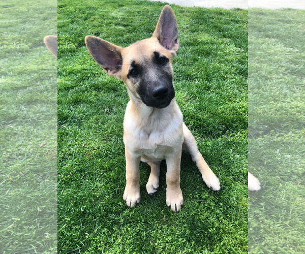 Medium Photo #5 German Shepherd Dog Puppy For Sale in San Bernardino , CA, USA