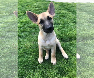Leia - Female German Shepherd Dog Dog for Adoption - Photo #5