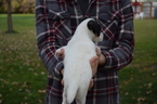 Small Photo #5 Jack Russell Terrier Puppy For Sale in AMMON, ID, USA