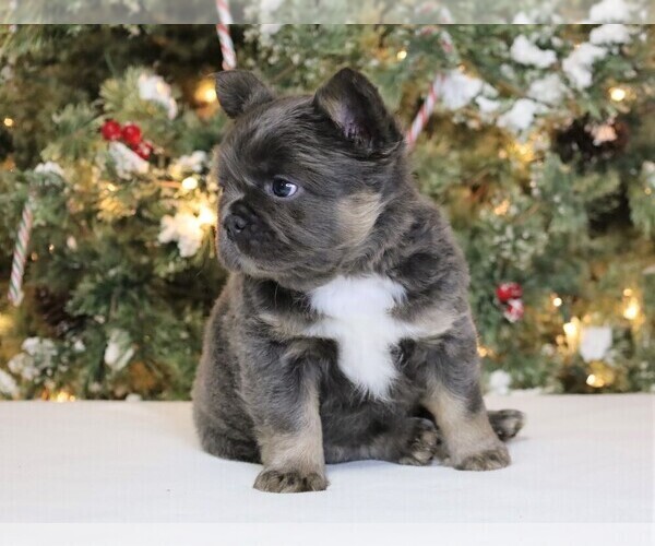 Medium Photo #2 French Bulldog Puppy For Sale in FREDERICKSBURG, OH, USA