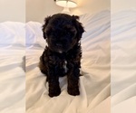 Small Photo #112 Miniature Bernedoodle Puppy For Sale in AUBURNDALE, FL, USA