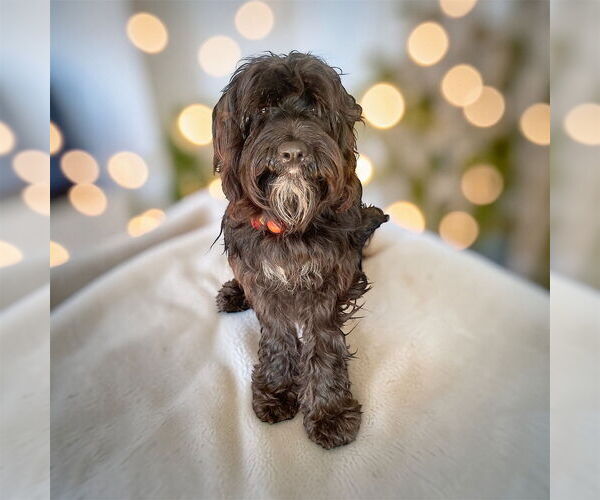 Medium Photo #3 Cock-A-Poo-Unknown Mix Puppy For Sale in Bellingham, WA, USA