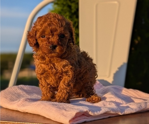 Medium Photo #21 Poodle (Miniature) Puppy For Sale in GOSHEN, IN, USA
