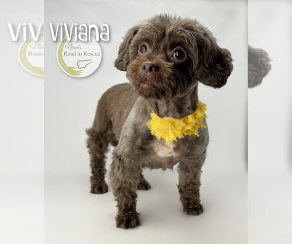 Medium Photo #3 Shih Tzu Puppy For Sale in Benton, LA, USA