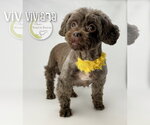 Small #2 Shih Tzu