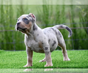 American Bully Puppy for sale in CLEVELAND, GA, USA
