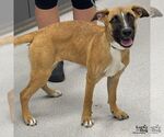 Small #1 Retriever  Mix
