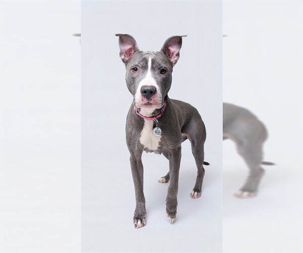 Medium Photo #1 Mutt Puppy For Sale in Forestville, MD, USA